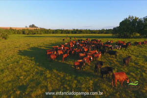 Fazenda Reconquista - Cachoeira do Sul.00_00_54_16.Quadro012_01013eb62f6ca513cb97effd017032d11ecb26f3.png